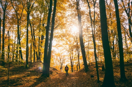Forest bathing in Elora, Ontario